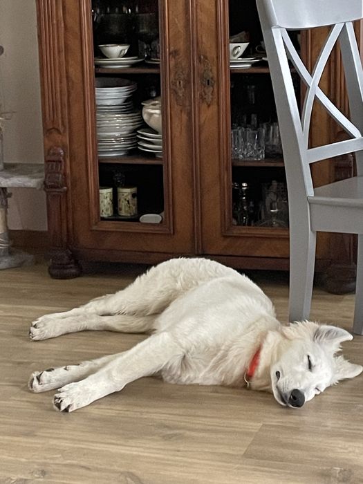 Zaginiona zagineła suczka biała owczarka szwajcarskiego