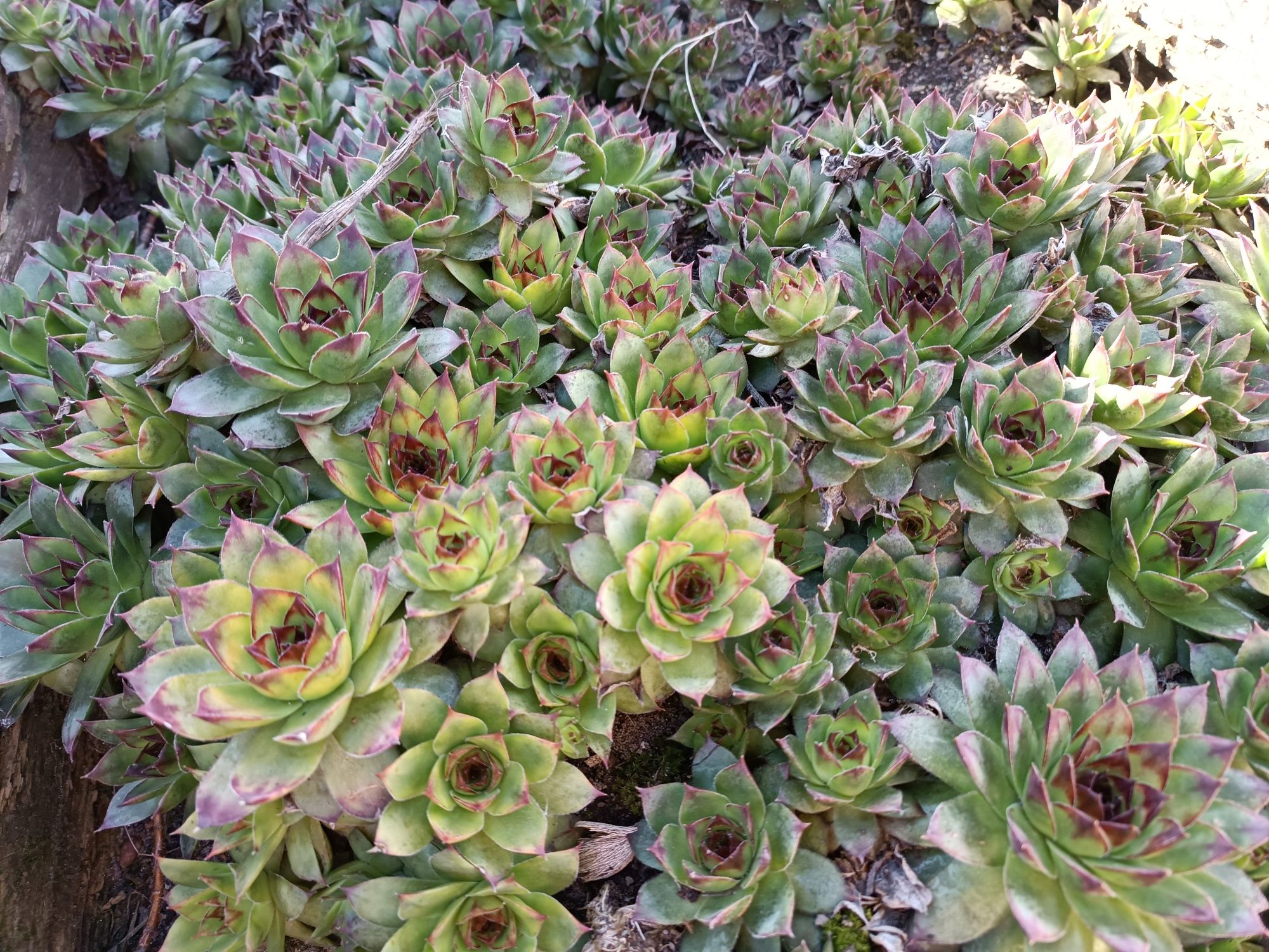 Sukulenty kaktusiki roślina ozdobna ogród w szkle