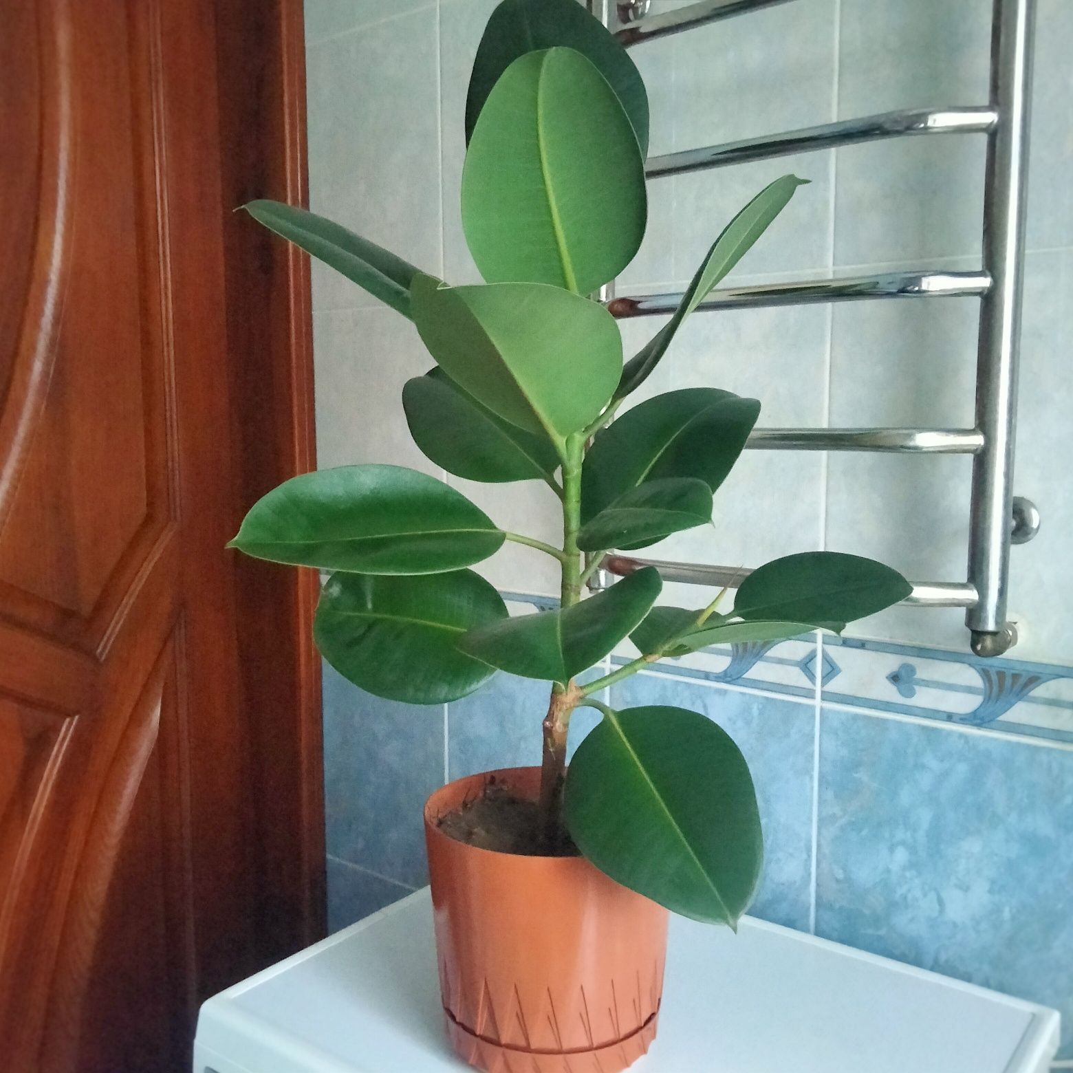 Продам фікус (висота з горщиком -85см)