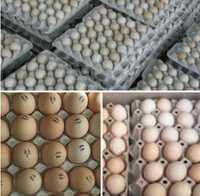 Импортные и украинские яйца под инкубацию бройлер Кобб, Росс
