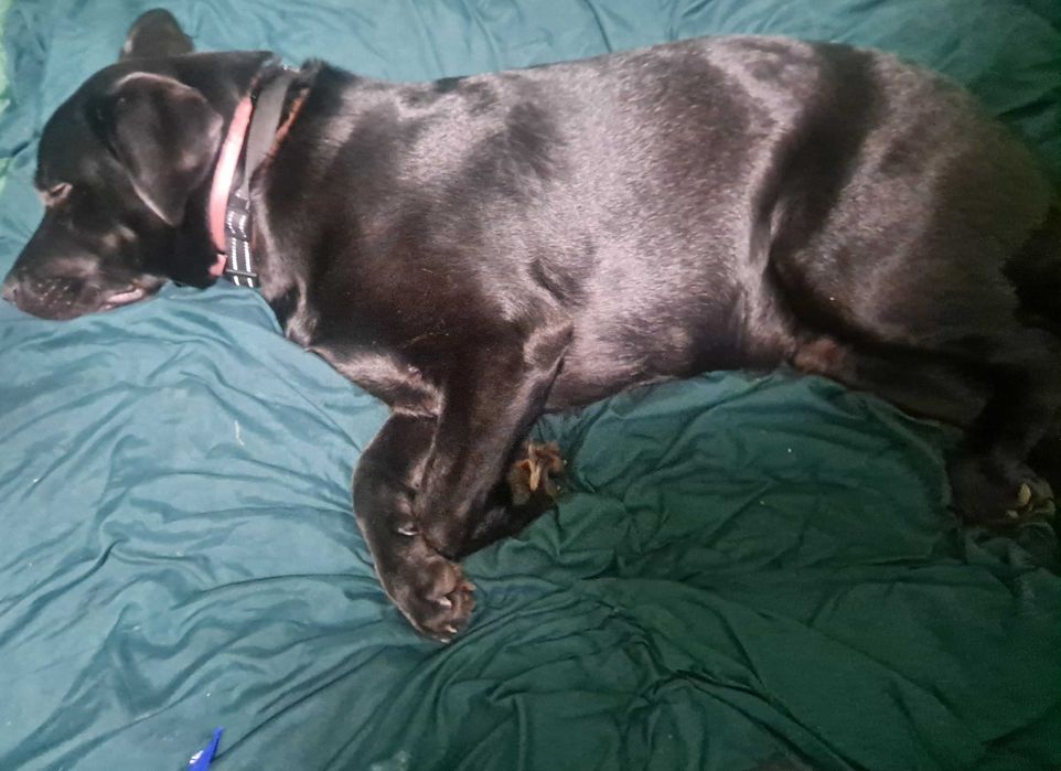 Labrador Retriever ośmio miesięczny pies samiec rodowód