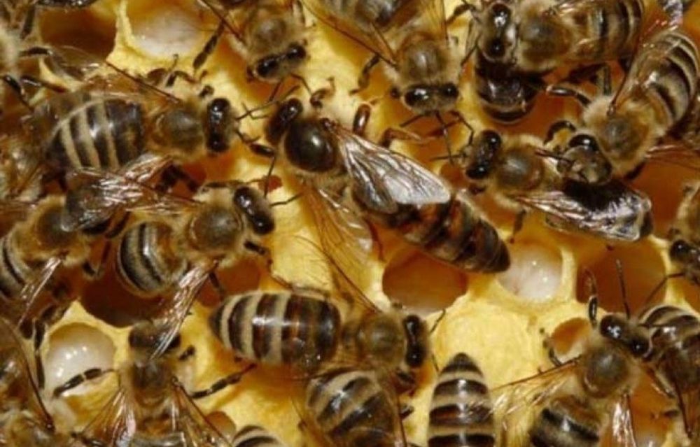 Пасіка, бджоли, пакети, вулики, рамки.