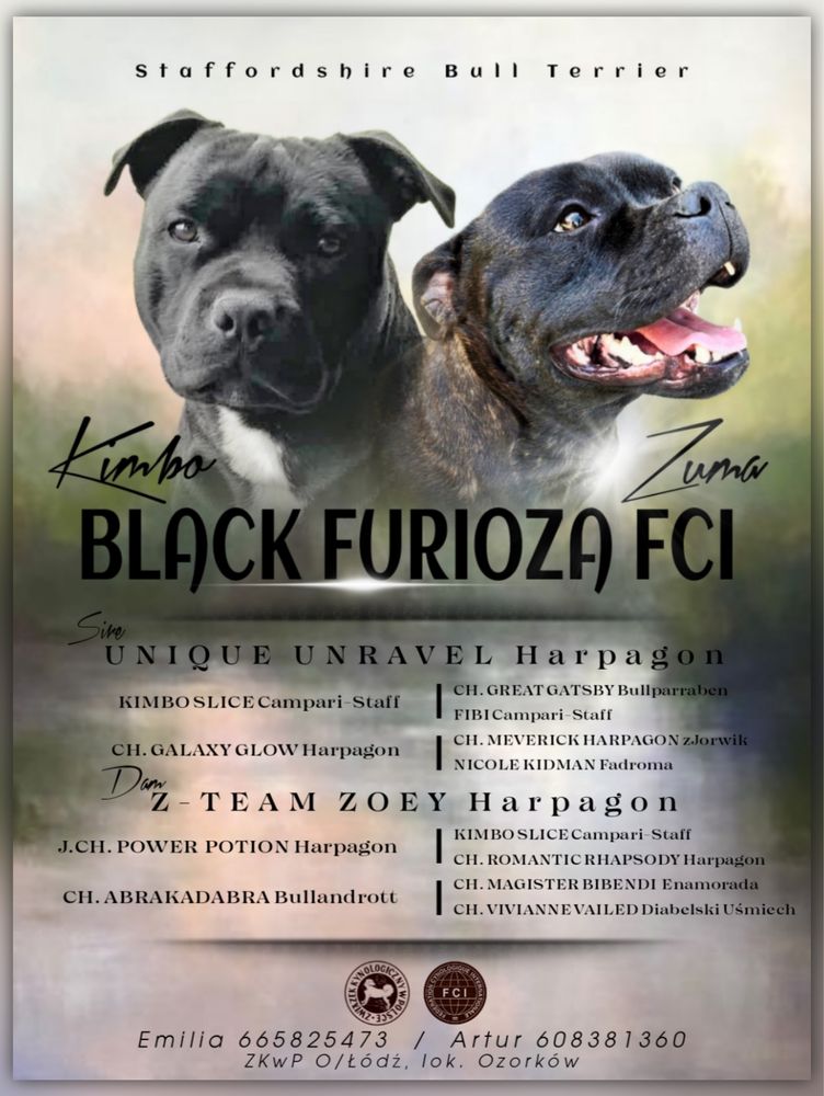 Staffordshire Bull Terrier fci zkwp