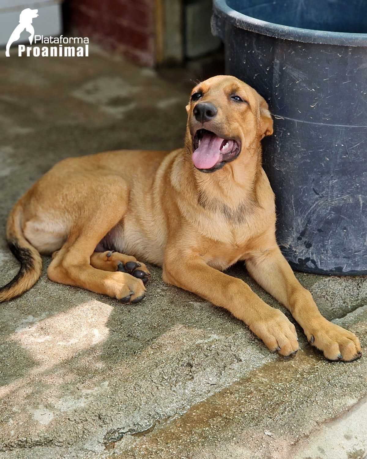 EDU - Cãozinho Bebe para Adoção