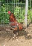 Kogut araucana bezogoniasta