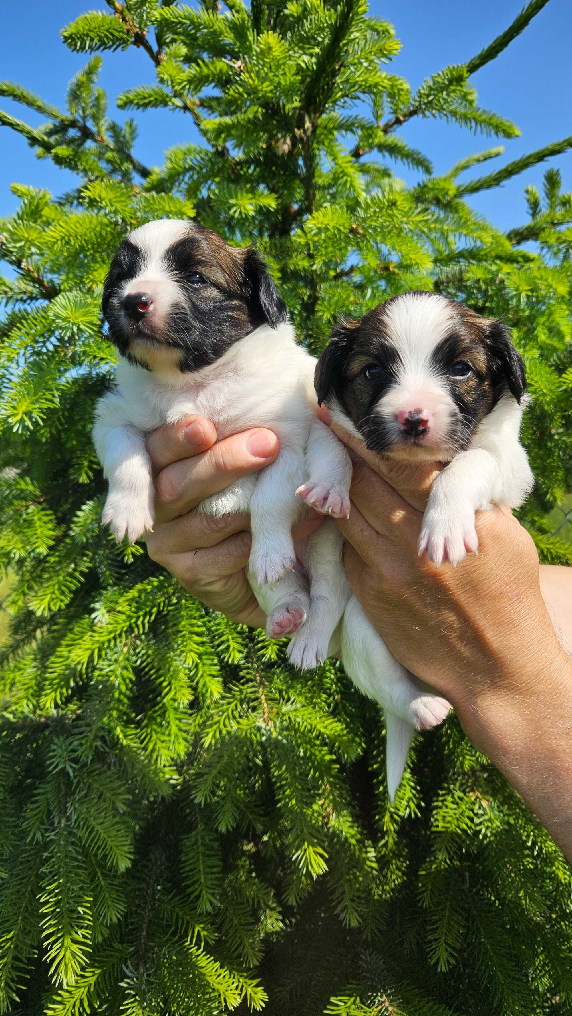 Papillon piesek FCI
