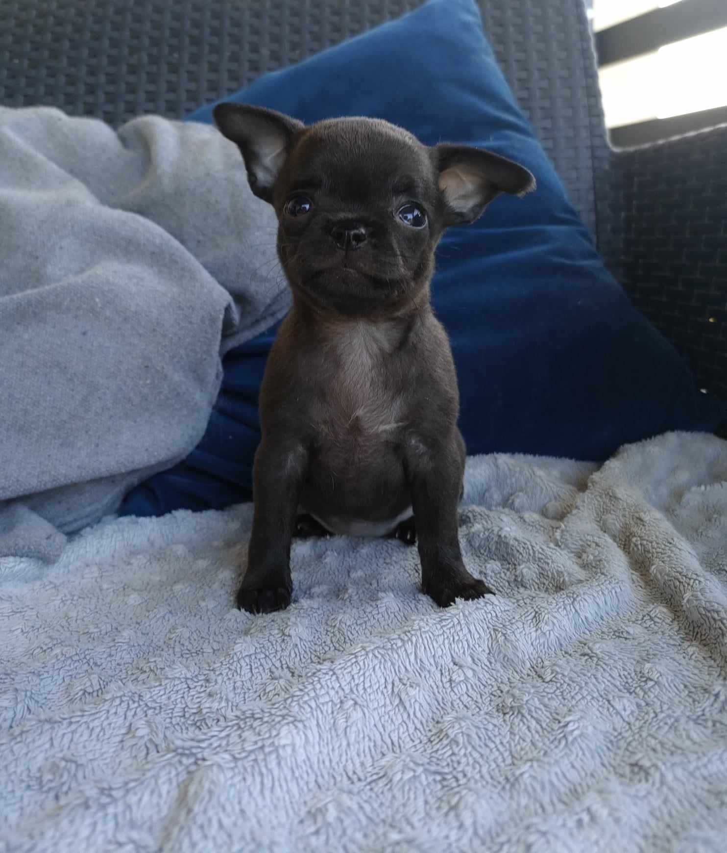 Śliczne Chihuahua