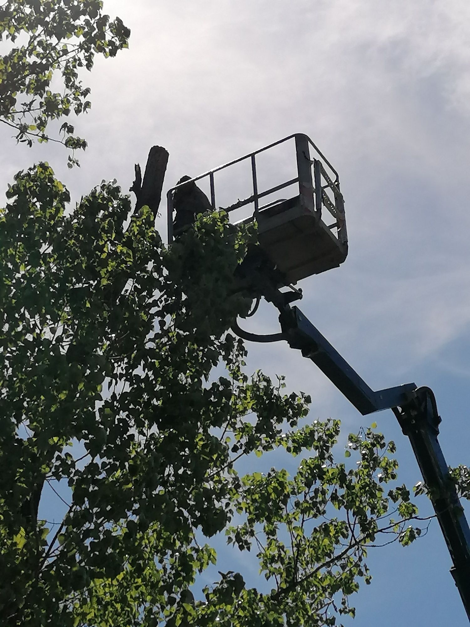 Wycinka i pielęgnacja drzew, krzewów, drzewek owocowychNAJTANIEJ
