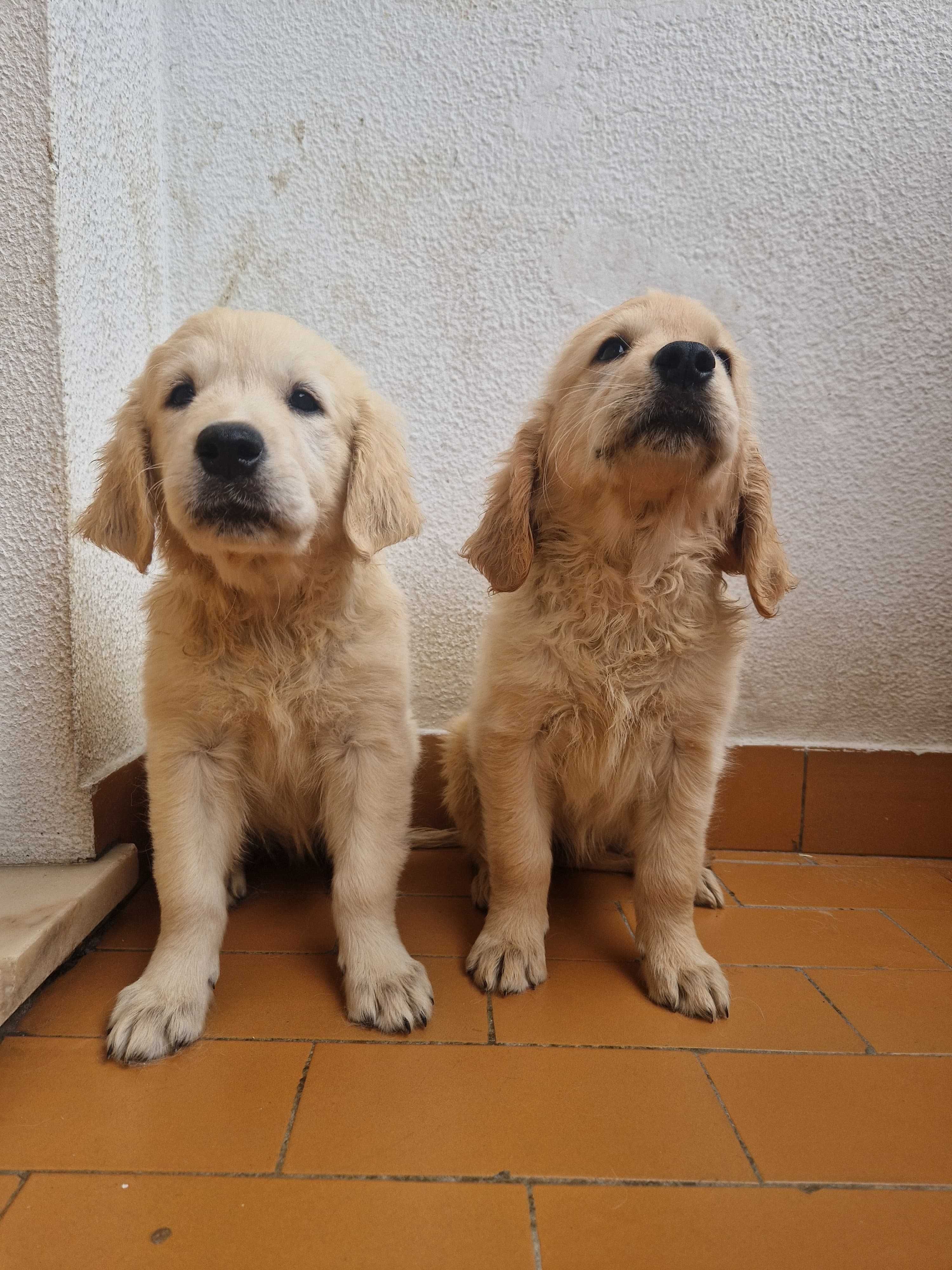 Golden Retriever com LOP