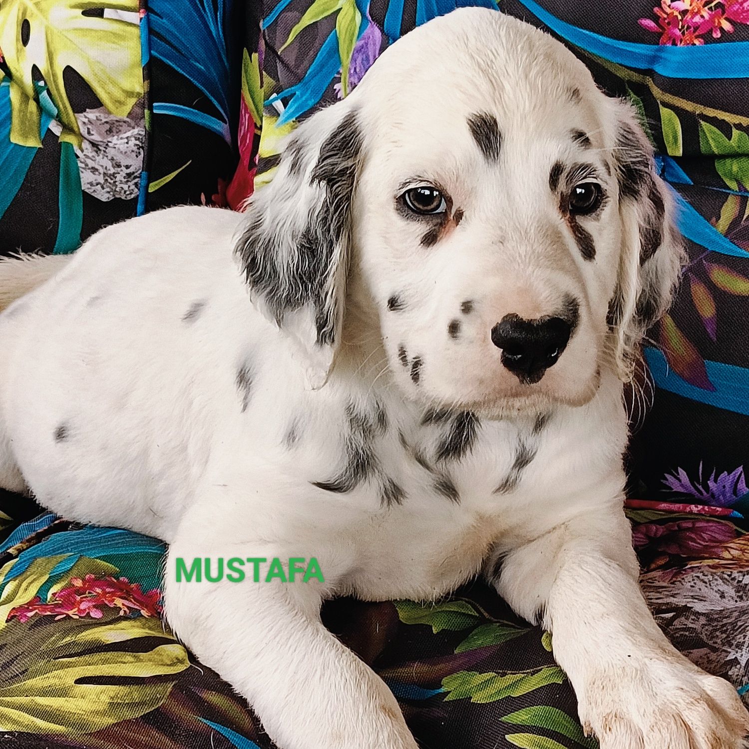 Dalmatyńczyk unikatowy piesek MUSTAFA