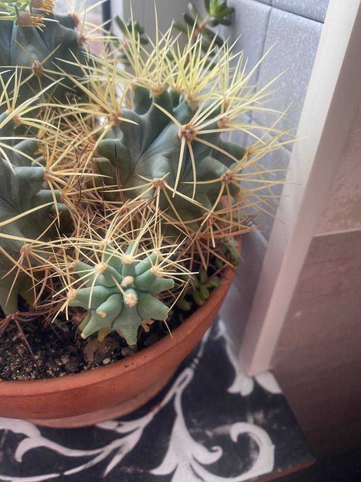 Кактусы, комнатные растения суккуленты