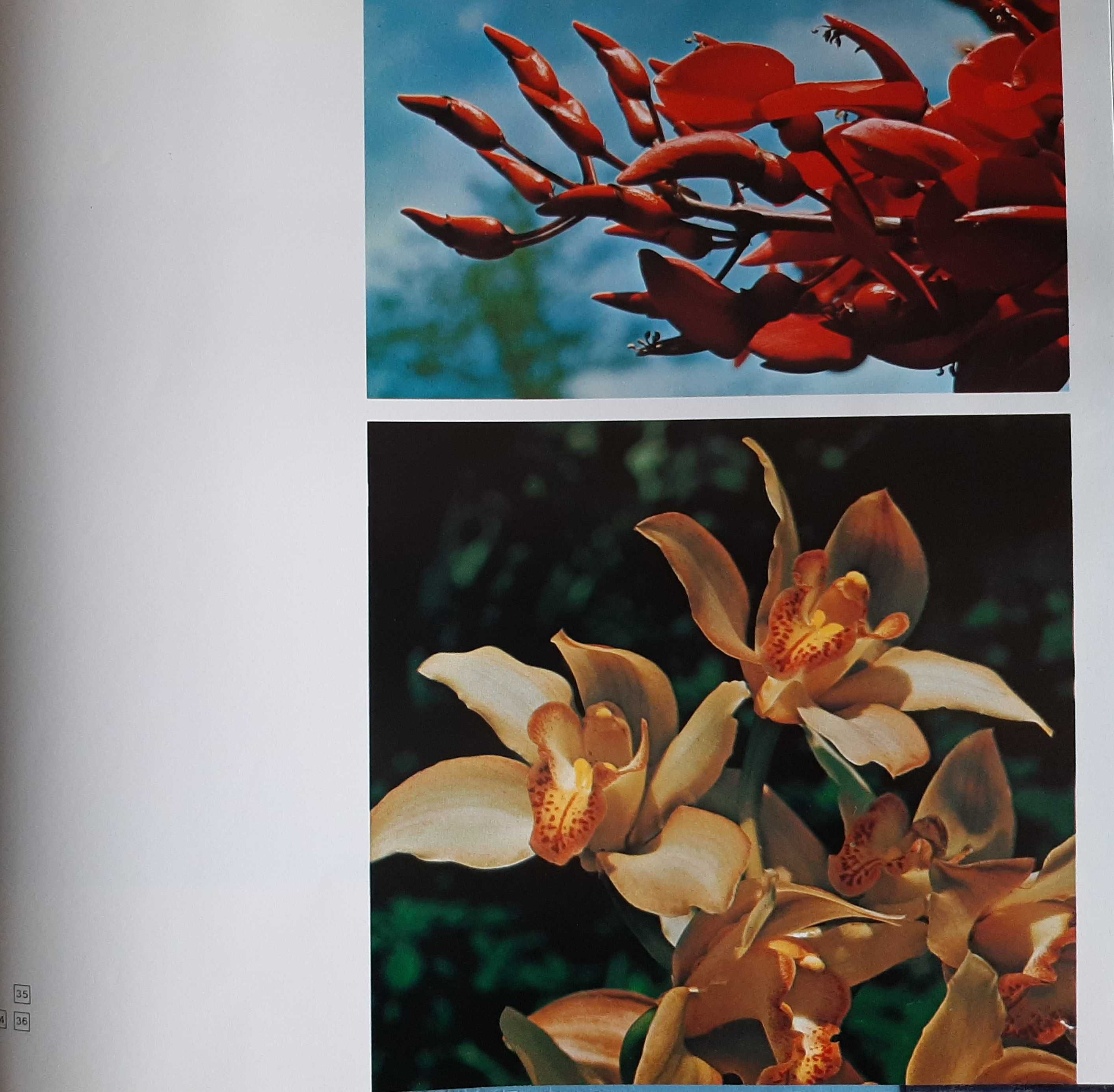 Glimpse of Madeira e Funchal / fotografias anos 80 raro