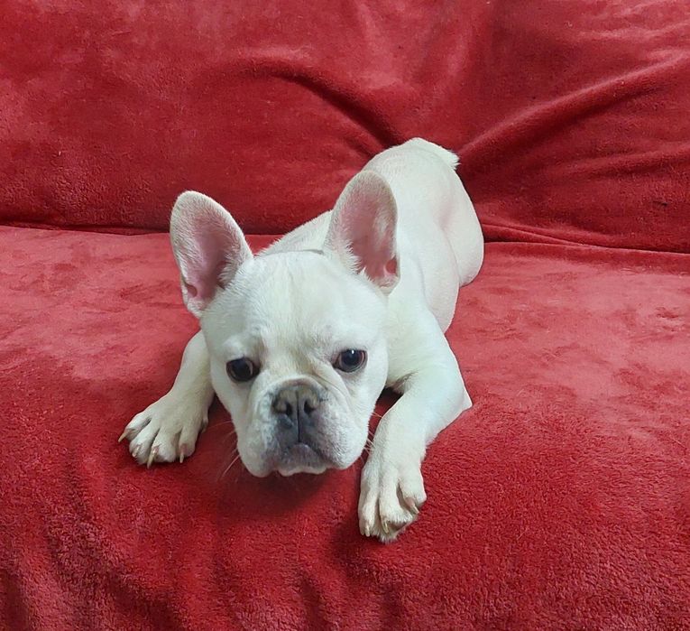 Платинова франечка