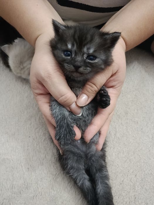 Кошенята мармурові скоріш фолд