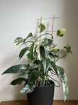Epipremnum pinnatum variegata