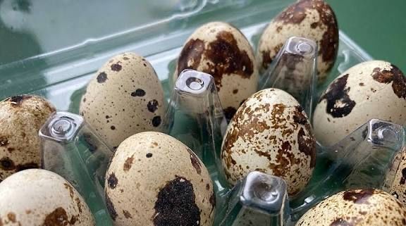 Інкубаційні перепелинні яйця