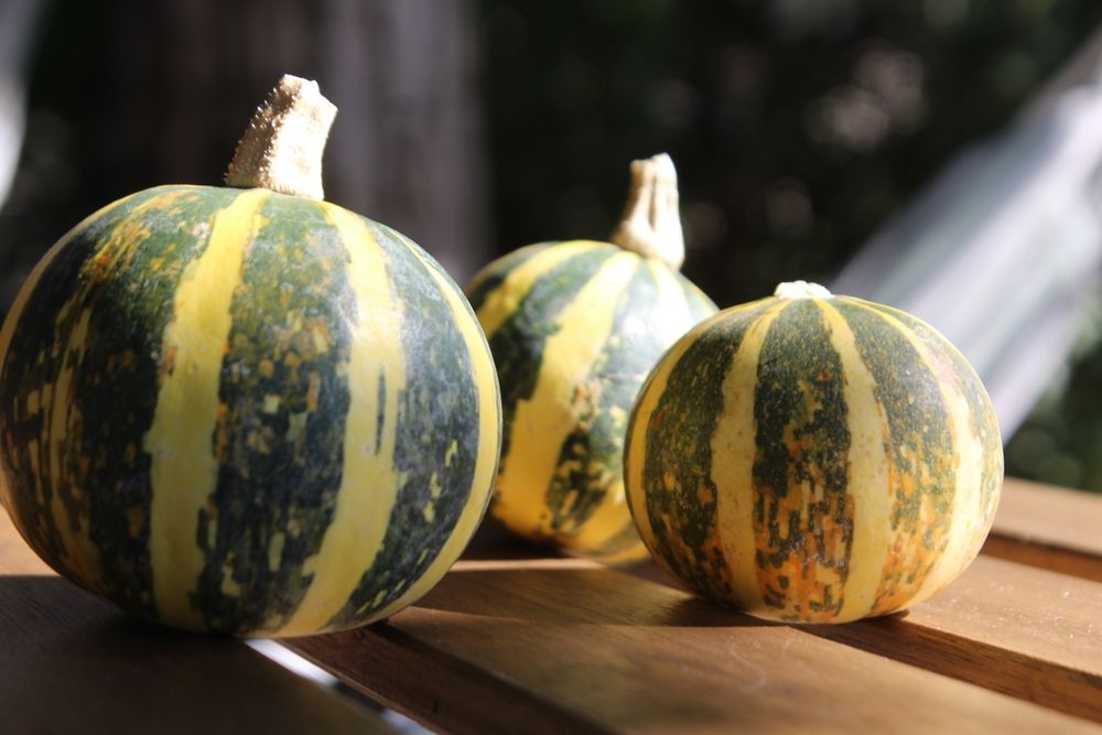 Цифровий дзеркальний фотоапарат Canon EOS 1200D