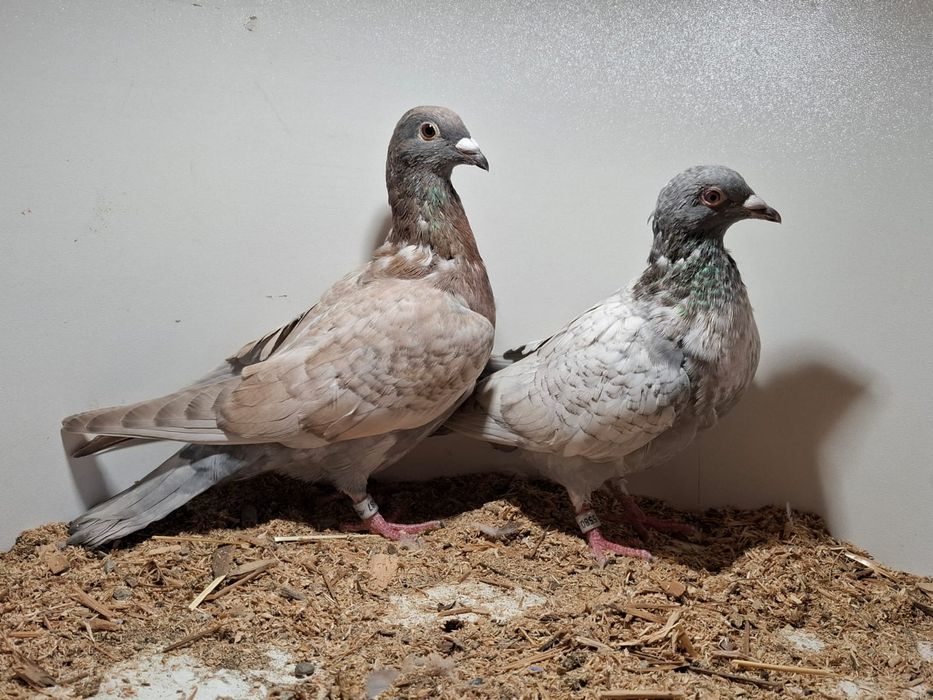 Gołębie pocztowe opal młode Braszko