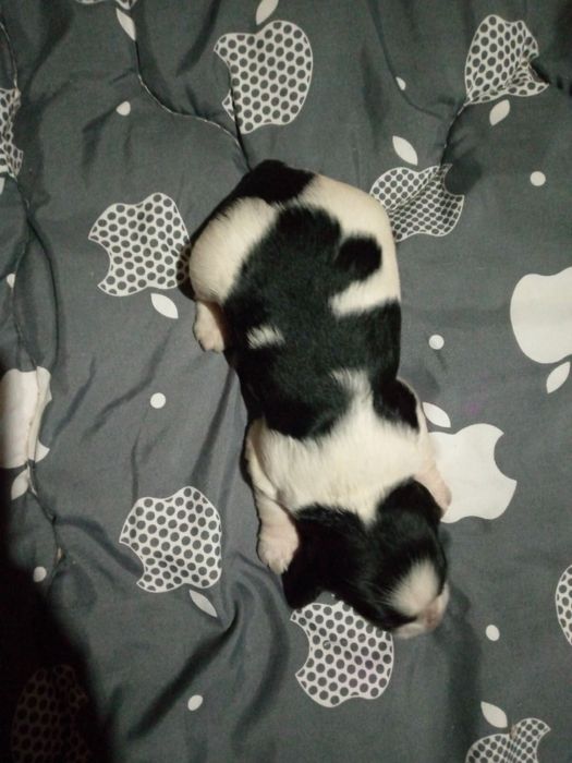 Дівчинка кокер спаніель бронювання