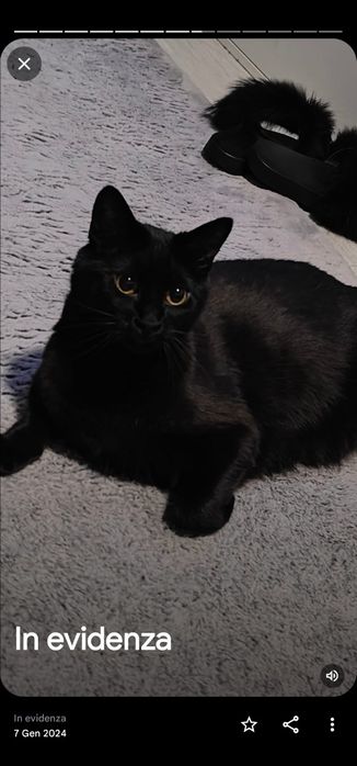 Zginął czarny kot. Nagroda 5000 zł.