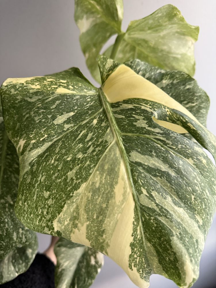 Monstera thai platinum