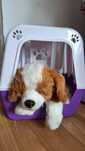 Little Live Pets Piesek interaktywny nowy
