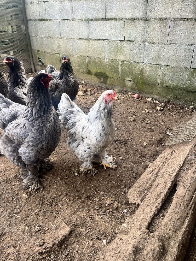 Ovos galinha Brahama Azul