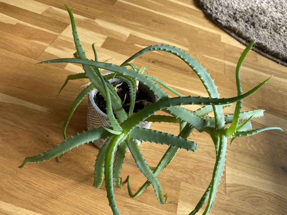 Aloes drzewiasty