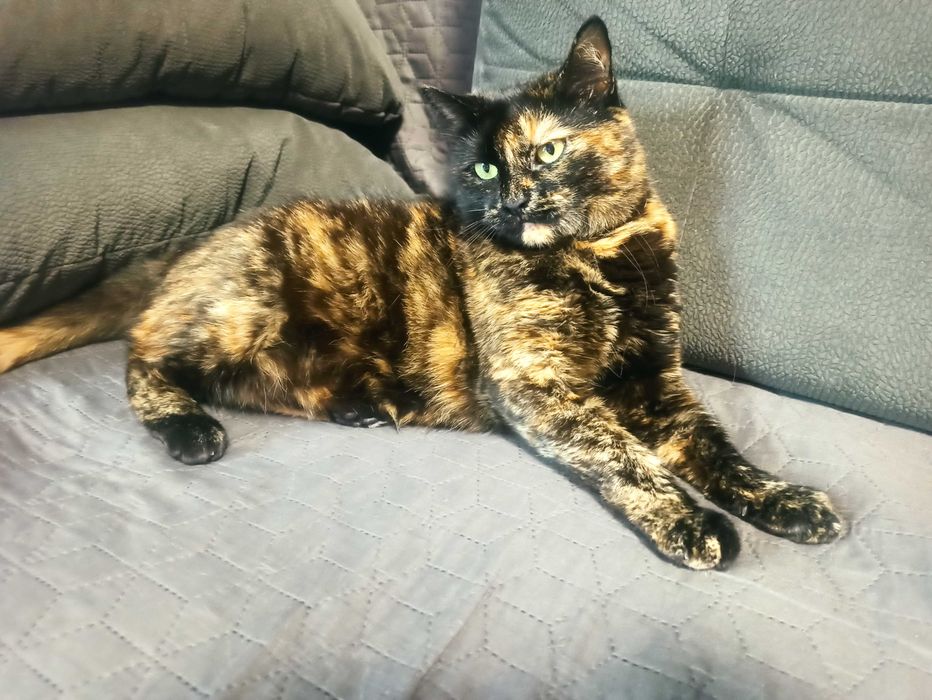 Bajka do adopcji