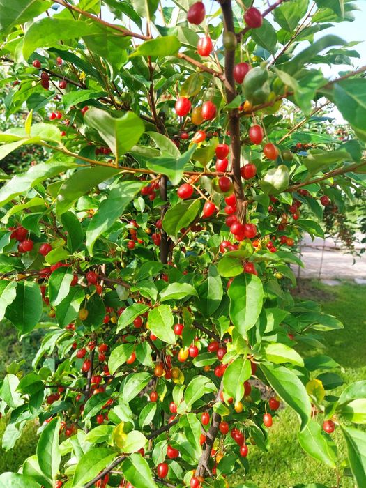 гумі актинідія маракуя ірга чекалкін горіх