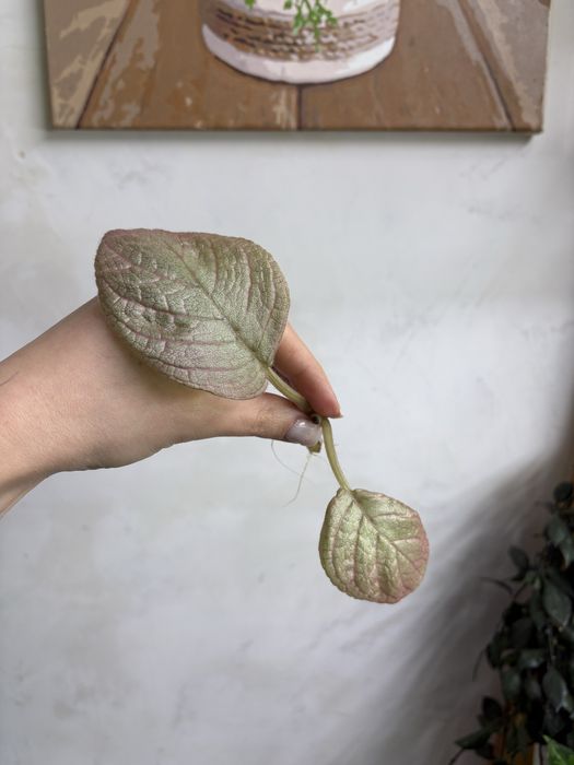 Епісція Золота Осінь, Episcia Golden Autumn