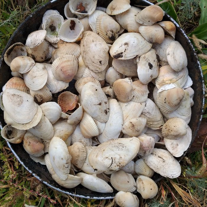 Ракушки морские натуральные  для аквариума