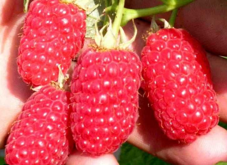 Maliny!Sadzonki Malin!Żółte, czarne i czerwone!Wiosenne i jesienne!