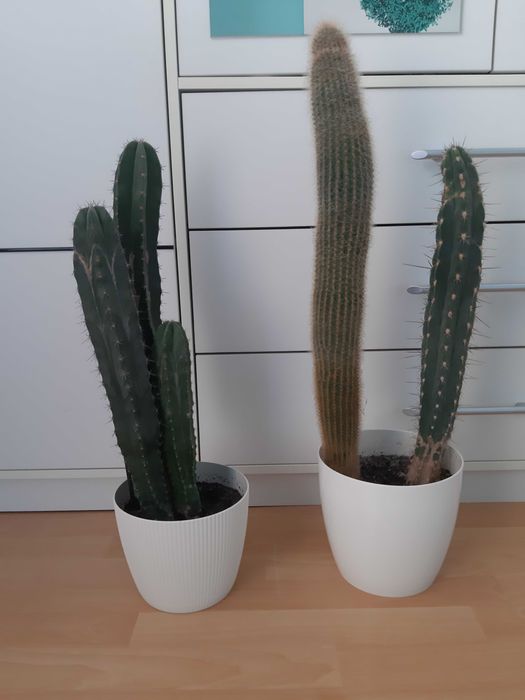 Dracena wonna, kaktusy duże, skrzydłokwiat