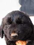 Cachorro Serra da Estrela