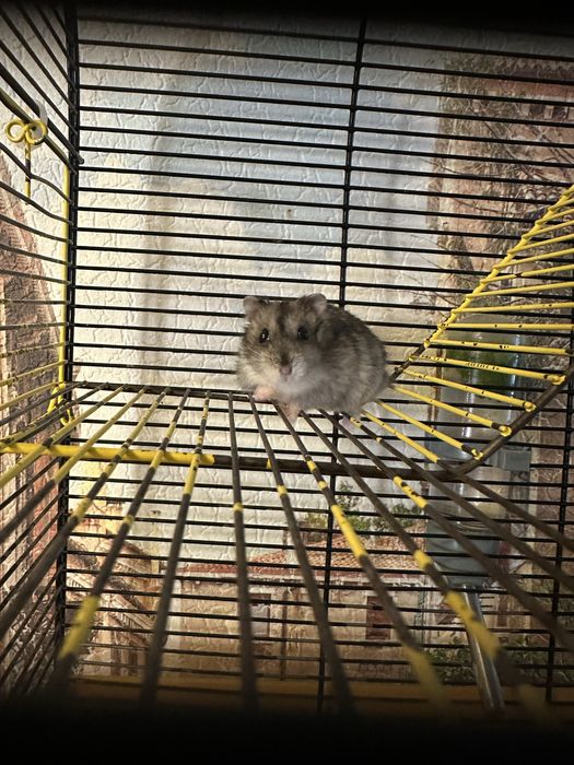 Продам хомяка джунгарика, хомяки джунгарики, джунгарський хомяк