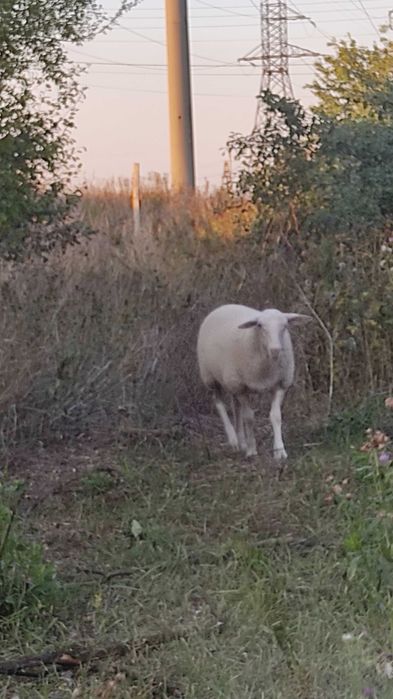 Продам ягнят молочной породы