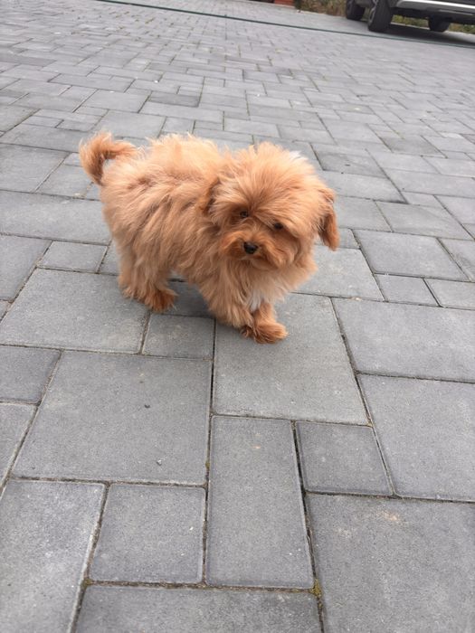 Maltipoo hybryda maltańczyk-pudel toy chłopiec