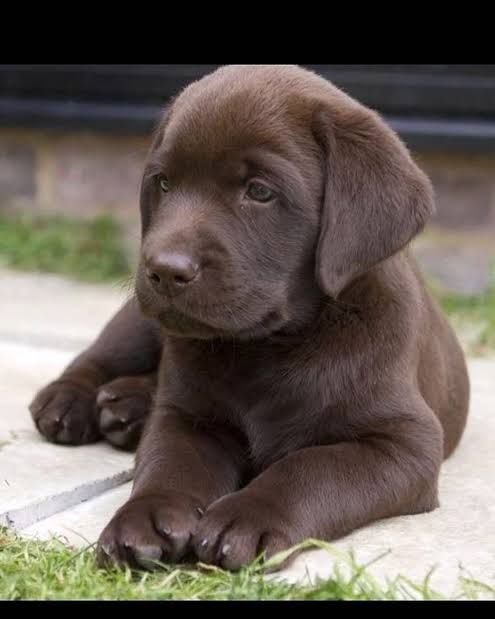 Лабрадор Ретривер щенки питомника с документами