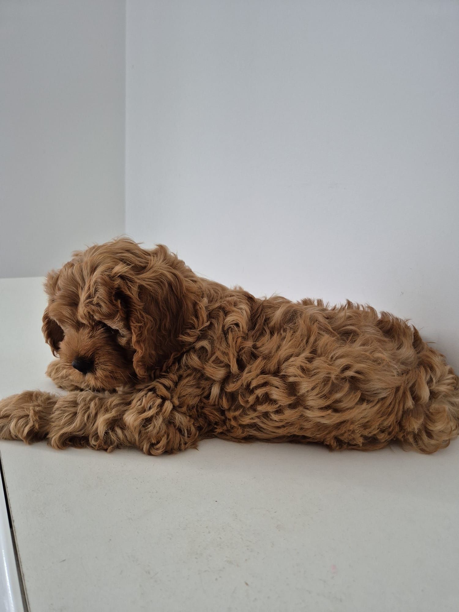 Piesek Cavapoo f1 Cavalier- Pudel