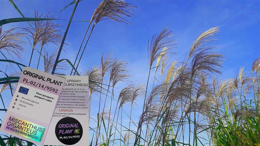 Miskant Olbrzymi-Giganteus, żywopłot-ORYGINALNY!Karpa XXL-Jak bambus!