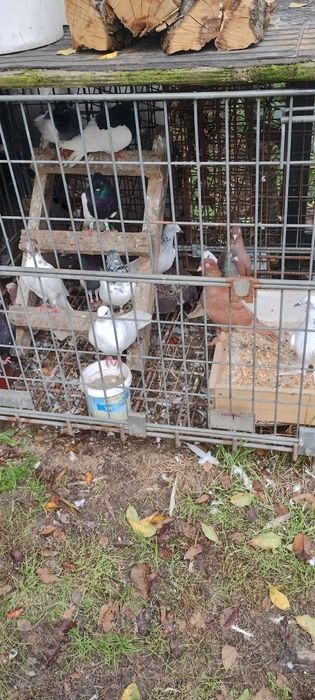 Nadwyżka gołębi  bialych