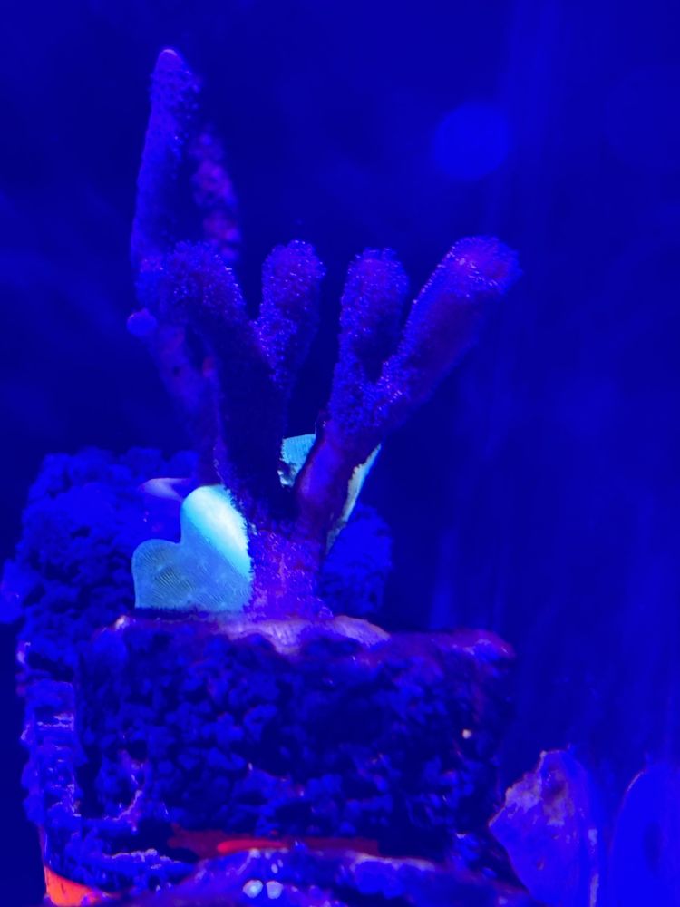 Montipora fioletowa sps