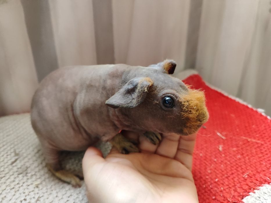 Хлопчик скінні. Лиса морська свинка