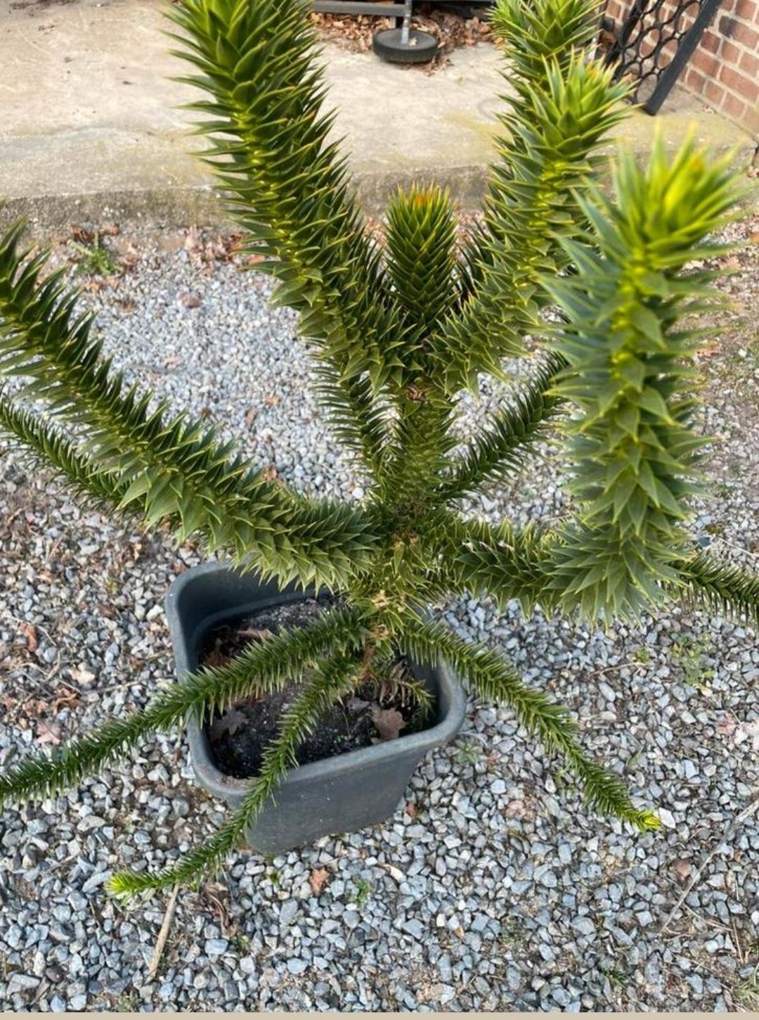 Araukaria chilijska małpie drzewo około 80cm
