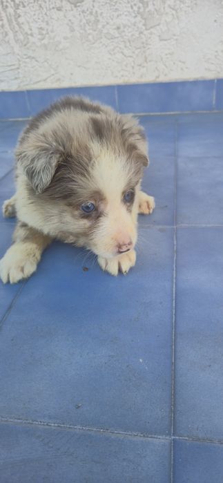 Border collie C/LOP
