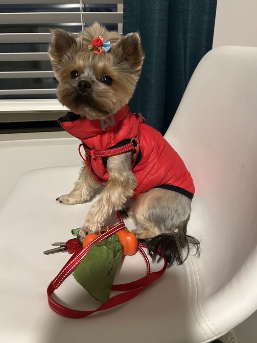 Міні кукольна дівчинка йорка