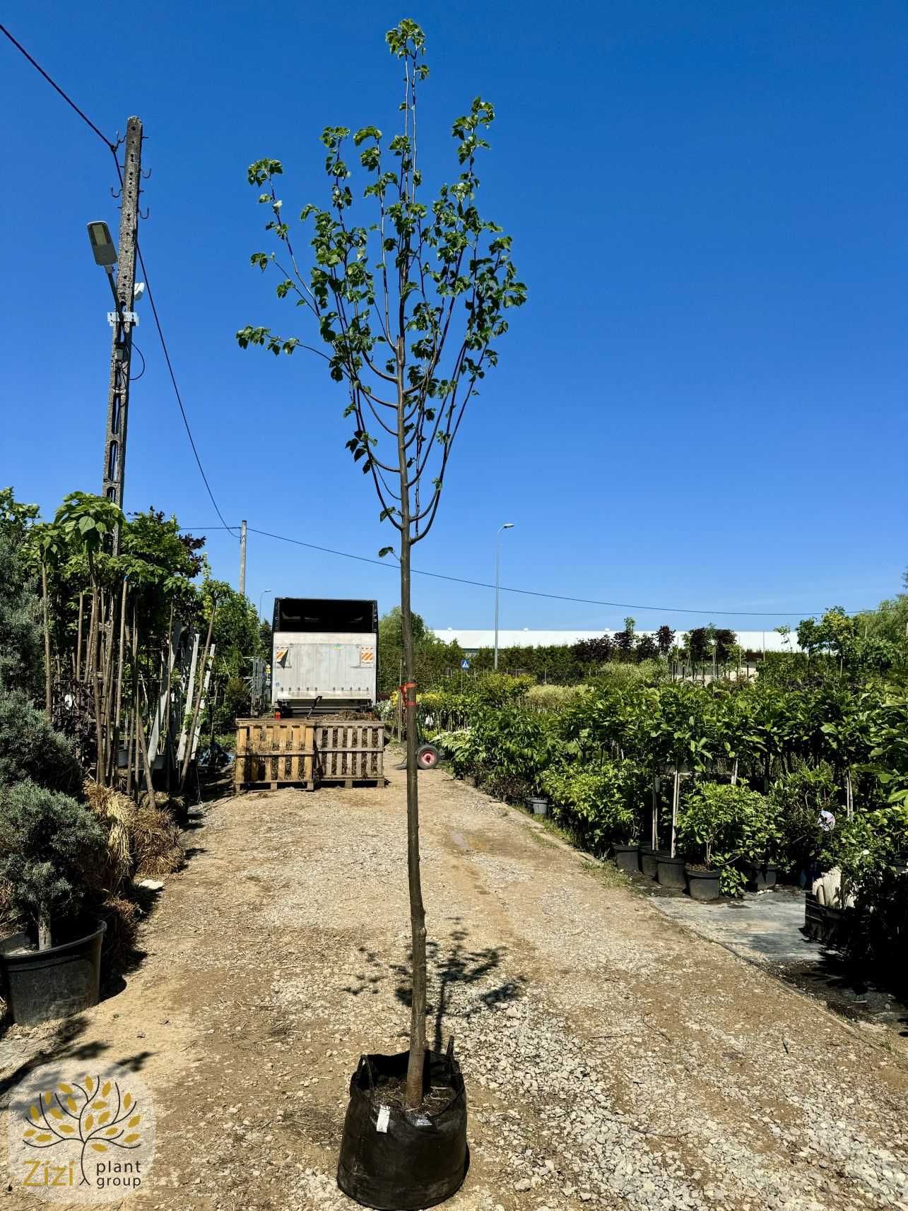 Tilia cordata Greenspire, Lipa drobnolistna, obwód 10-12cm, 200-250cm
