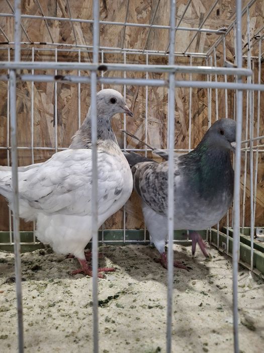 Casal de pombos Texan