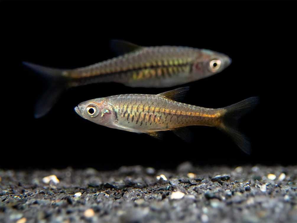 Razbora vulcanus - Rasbora - dowozimy do klienta, wysyłamy